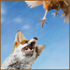 icon_fox_hen.jpg